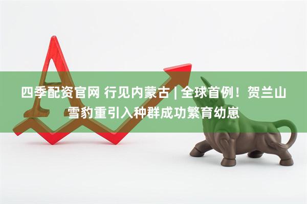 四季配资官网 行见内蒙古 | 全球首例！贺兰山雪豹重引入种群成功繁育幼崽